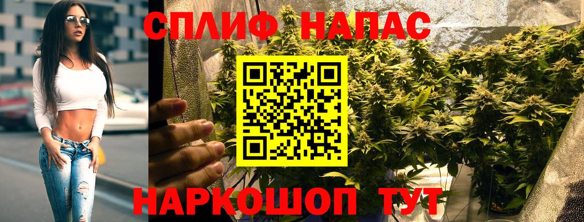 Каннабис планчик  Вход с VPN  Бошки марихуана семена  Сокол  Каннабис ГИДРОПОН 